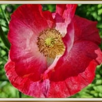 PRETTY POPPY