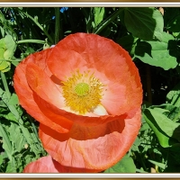 PRETTY POPPY