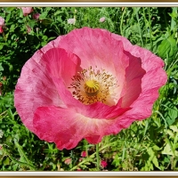 PRETTY POPPY