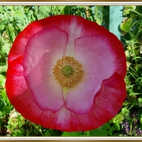 PRETTY POPPY