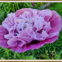 PRETTY POPPY