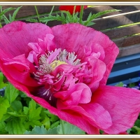 PRETTY POPPY