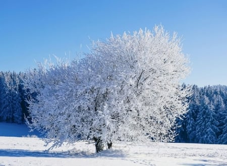 Snowy tree - Botanics, Winter, Snow, Tree