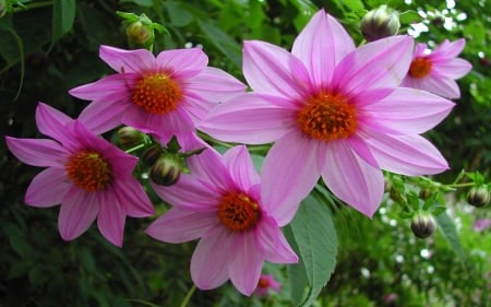 Pink Dahlias - large, photography, HD, pink, closeup, nature, macro, botany, dahlias