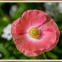 PRETTY POPPY