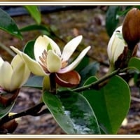 MAGNOLIA FLOWERS