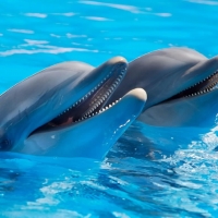 Dolphins