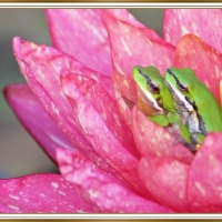 FROGS IN A FLOWER