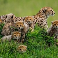 MOTHER CHEETAH WITH HER CUBS