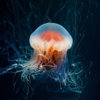 Jellyfish