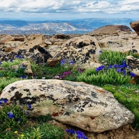 Fairy garden on top of Bald Mountain, High Uintas Wilderness, Utah