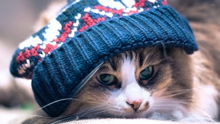 Cat with a Hat - hat, cute, animal, cat