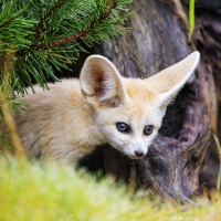 Fennec Fox