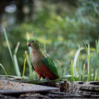 Australian King Parrot