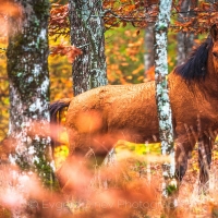 Wild stallion in the forest of Strandzha Mountain, Bulgaria