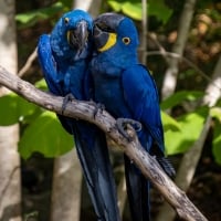 Macaws