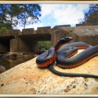 RED BELLIED BLACK SNAKE