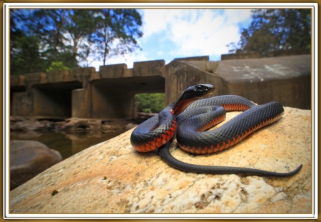 RED BELLIED BLACK SNAKE - REPTILE, NATURE, SNAKE, IMAGE