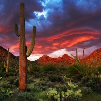 Desert Glory in Arizona