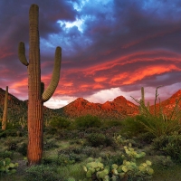 Desert Glory in Arizona