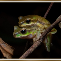 PAIR OF FROGS