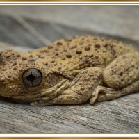 PERONS TREE FROG