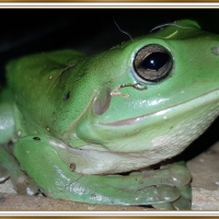 LOVELY FROG