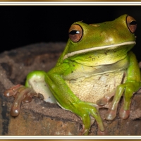 FROG IN A BUCKET