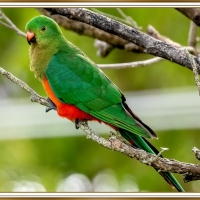 FEMALE KING PARROT