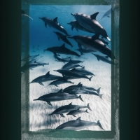 Dolphins