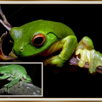 FROG COLLAGE