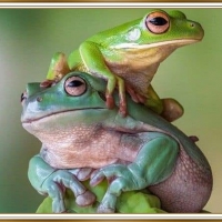 PAIR OF FROGS