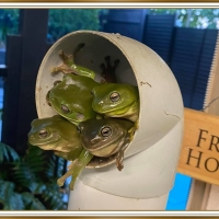 FROG HOTEL