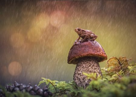 Frog - nature, mushroom, photography, frog