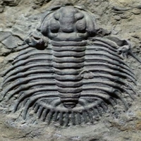 Trilobite fossil