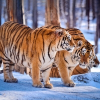 Tigers in the snow