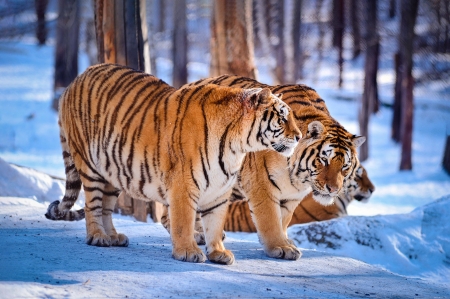 Tigers in the snow - erdo, hoban, tel, tigers