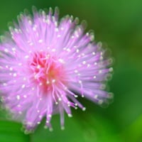 Frilly Pink