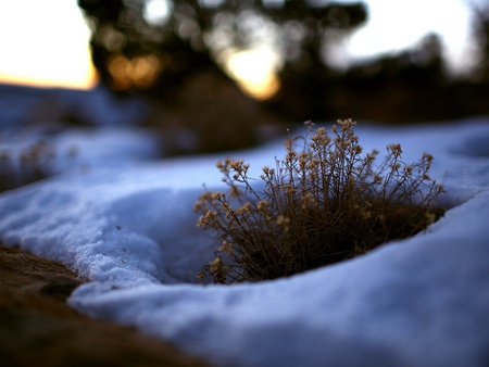 Signs Of Spring - nature, bush, snow