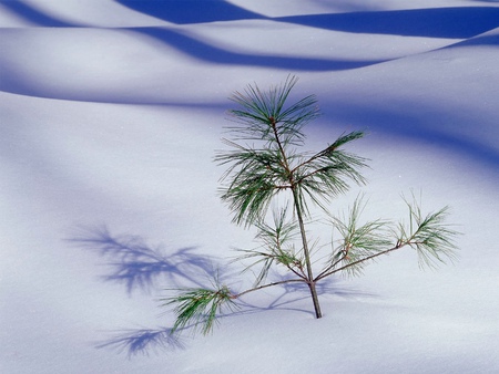 Small Tree - sky, tree, nature, snow