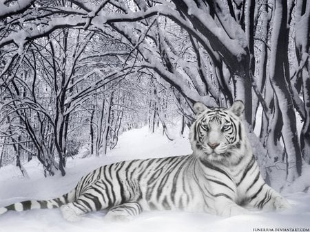 Tiger - cat, white, tiger, snow