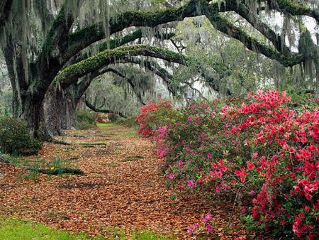 Autumn #46 - trees, beautiful, photography, falls, landscape, cool, leaves, flowers, grasslands, forests, nature, nice, seasons, tunnel