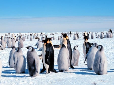 Emperor Penguins - penguins, animals