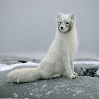 Arctic Fox