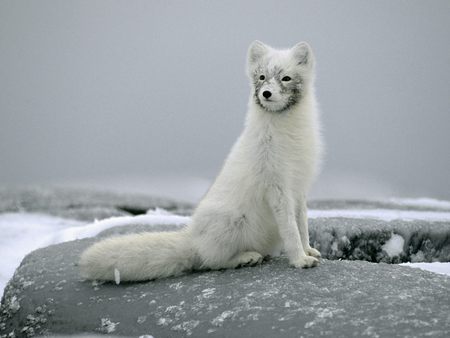 Arctic Fox - white, cats, foxes, animals, arctica