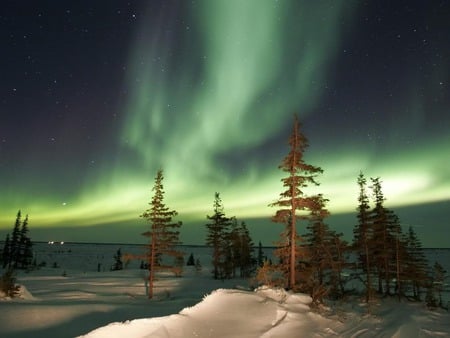 Winter night - ice, sky, dark, forest, snow