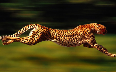 Cheetah - cheetah, cool