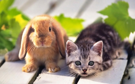 Kitten and Rabbit - kitten and rabbit, cool