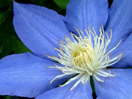 flower wallpaper ii blue flower 1024x 768.jpg - petals, bloom, blue