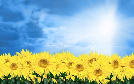 sunflowers - sunflowers, blue, light, sun, sky